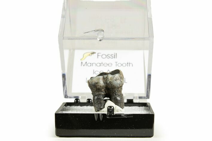 Pleistocene-Aged Fossil Manatee (Trichechus) Teeth - Florida - Photo 1